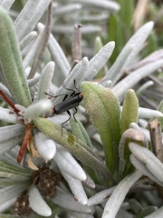 Cantharis pulicaria