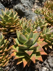 Aloe distans