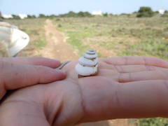 Sphincterochila candidissima
