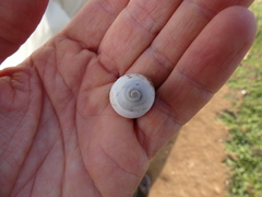 Sphincterochila candidissima