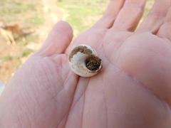 Sphincterochila candidissima