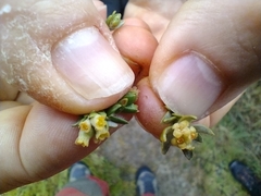 Thymelaea lythroides
