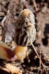 Morchella diminutiva