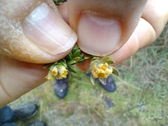 Thymelaea lythroides