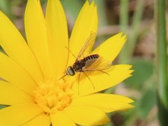 Parageron