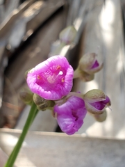 Callisia ornata