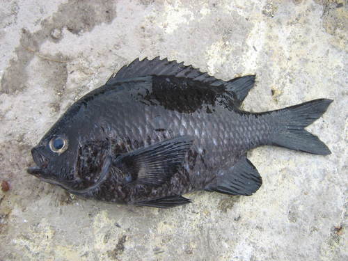 Chromis crusma