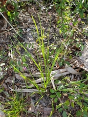 Callisia ornata