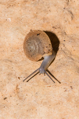 Aegopis gemonensis