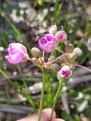 Callisia ornata