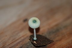 Mycena interrupta