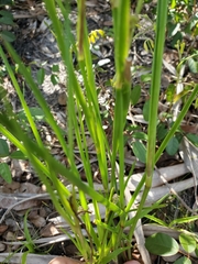 Callisia ornata