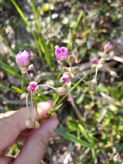 Callisia ornata