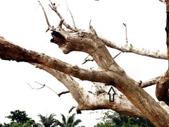 Halcyon senegalensis