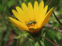 Psilothrix