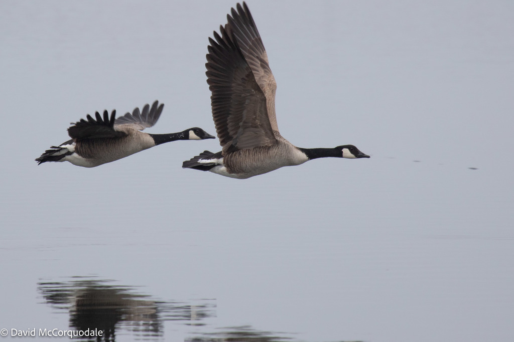Canada Goose from Cape Breton, Nova Scotia, Canada on April 09, 2022 at