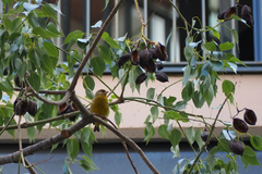 Chloris chloris