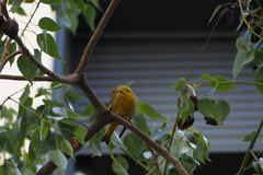 Chloris chloris