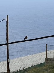 Erithacus rubecula superbus