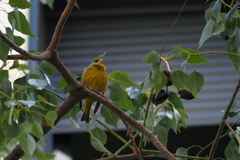 Chloris chloris