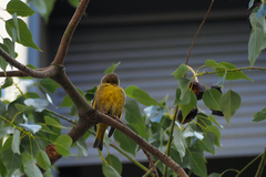 Chloris chloris