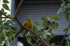 Chloris chloris