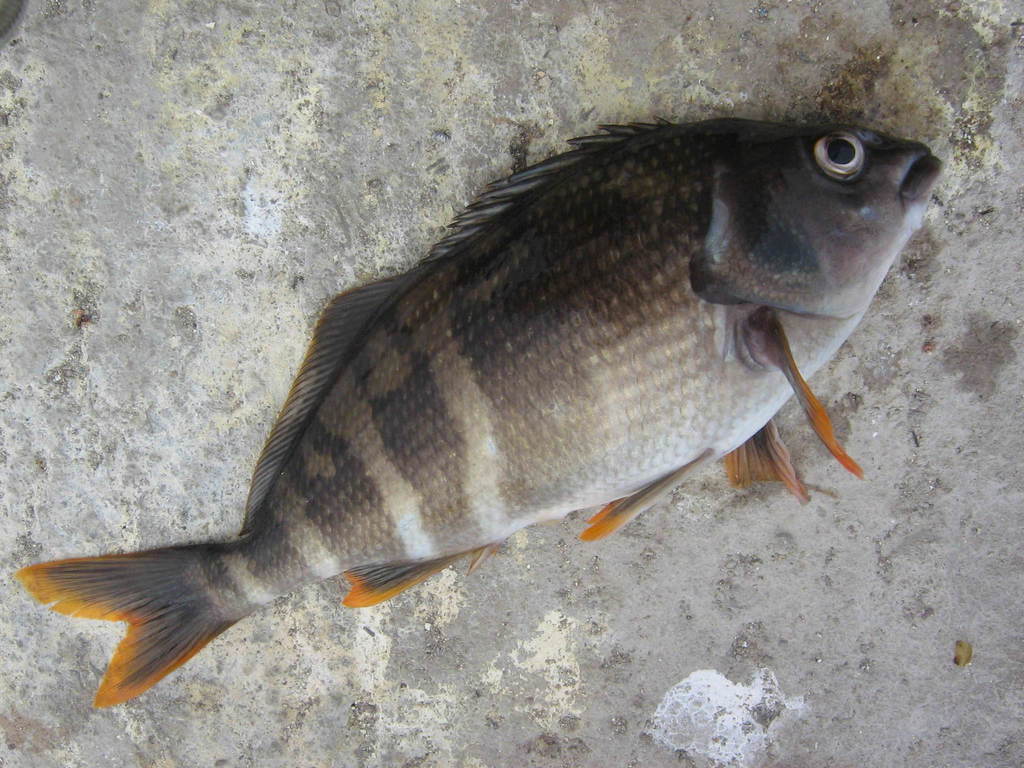 Chirodactylus variegatus