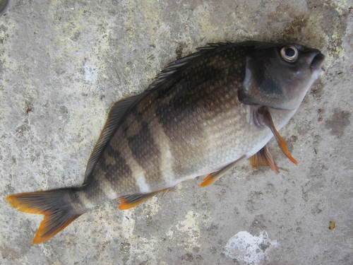Chirodactylus variegatus