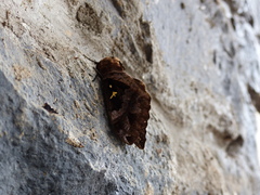 Lophostethus dumolinii