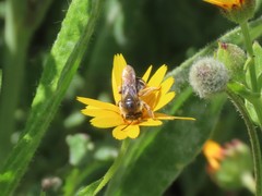 Anthophila