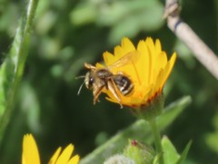 Anthophila