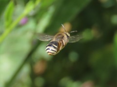 Anthophila