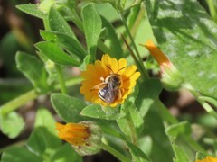 Anthophila