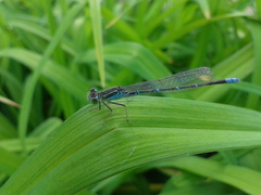 Paracercion v-nigrum