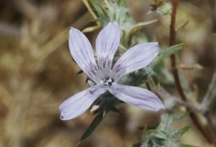 Eriastrum eremicum