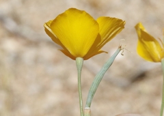 Eschscholzia androuxii