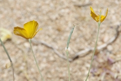 Eschscholzia androuxii