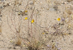 Eschscholzia androuxii