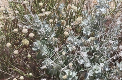 Brickellia incana