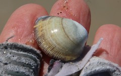 Laevicardium substriatum