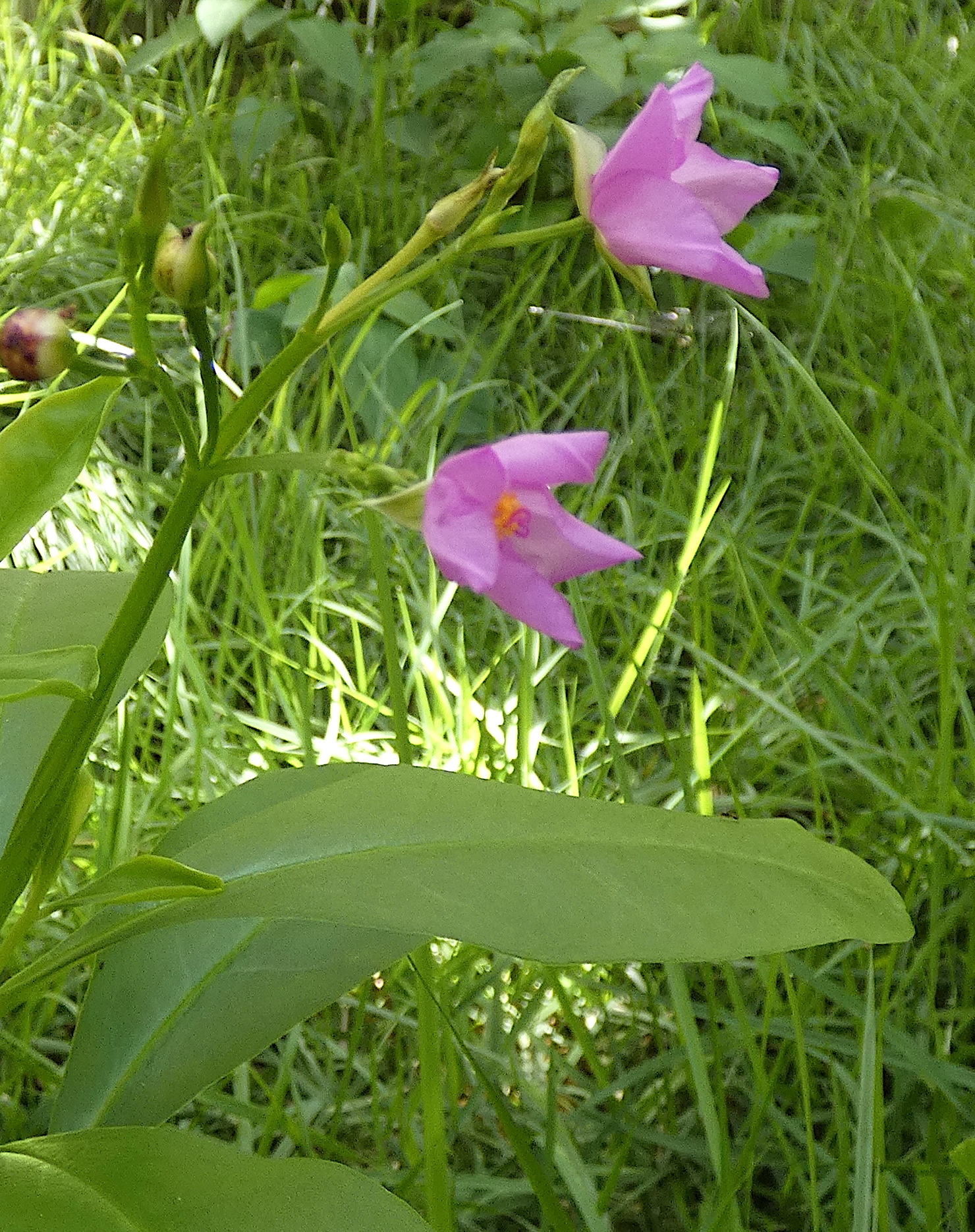 Talinum fruticosum