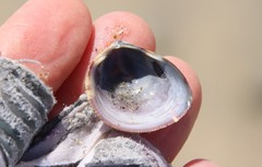 Laevicardium substriatum