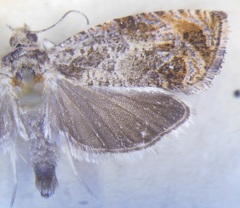 Olethreutes comandranum