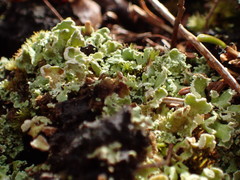 Cladonia strepsilis