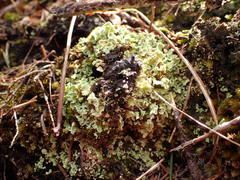 Cladonia strepsilis