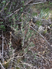 Brickellia oblongifolia