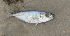 Trachurus lathami