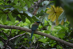 Momotus lessonii