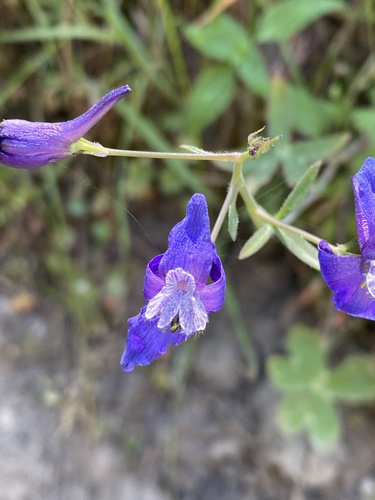 iNaturalist observation photo of Delphinium patens patens