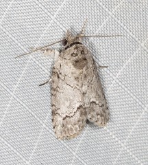 Nycteola polycyma